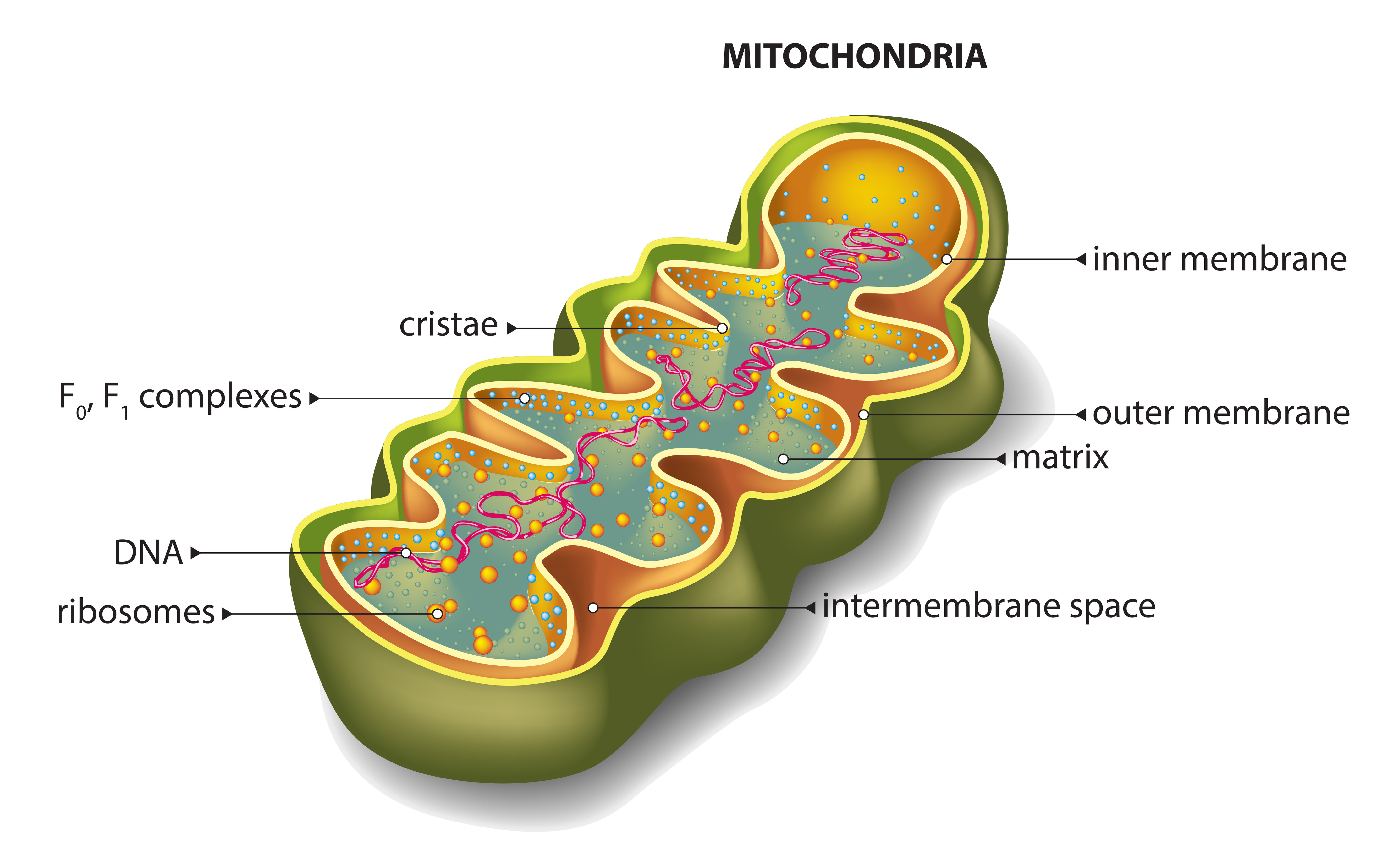 mitohondrij