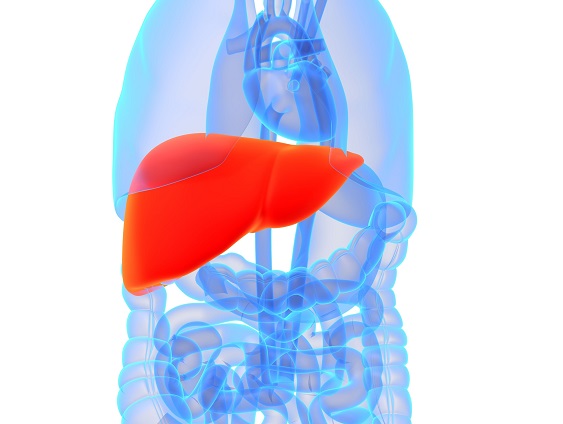 Supporting a Healthy Liver